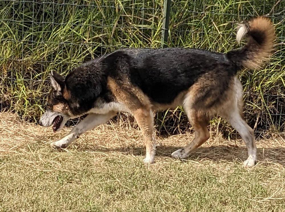 Jeremiah, Adoptable, Adult Male Shepherd & Husky.