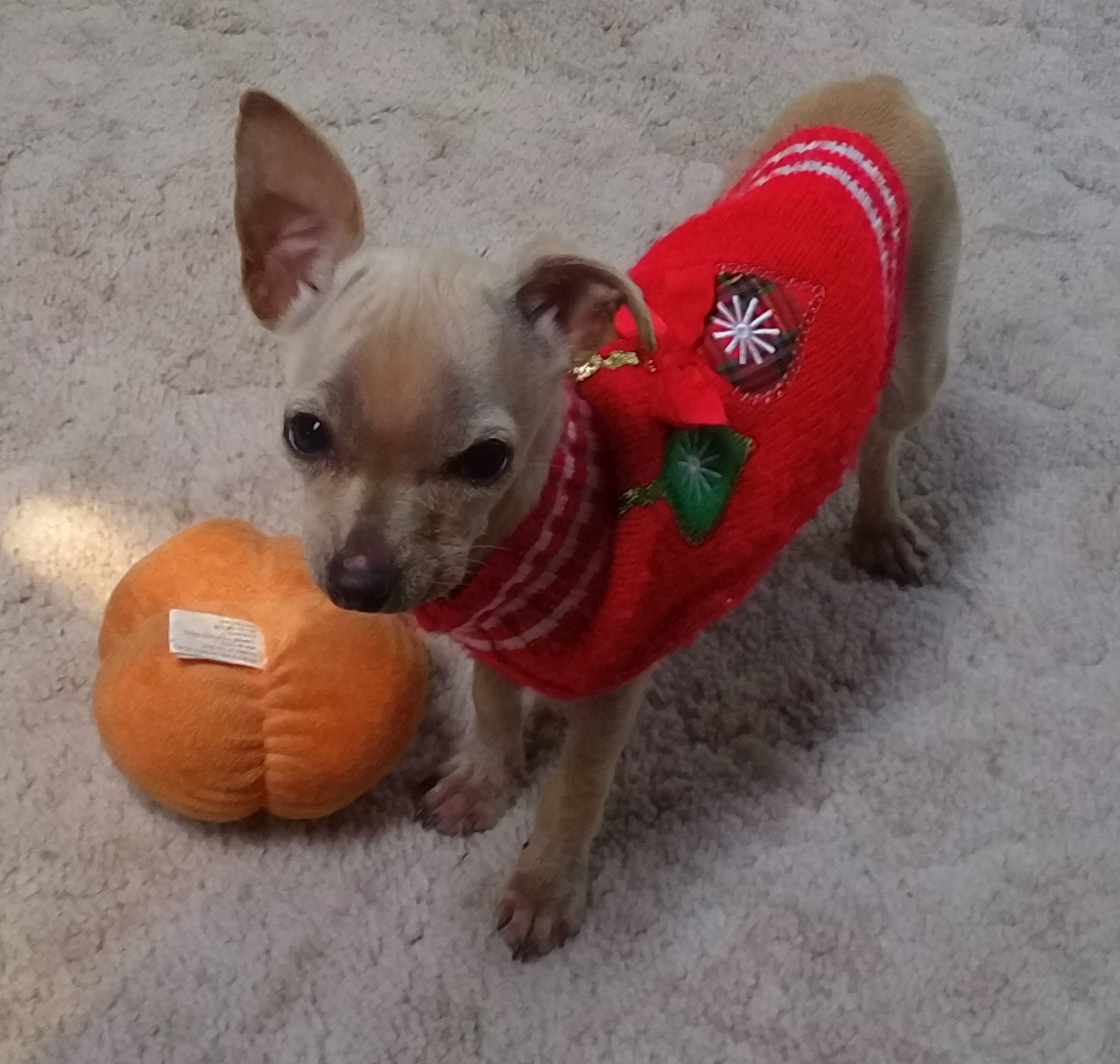 Honey, a Adoptable Chihuahua in Santa Maria, CA image 1/2
