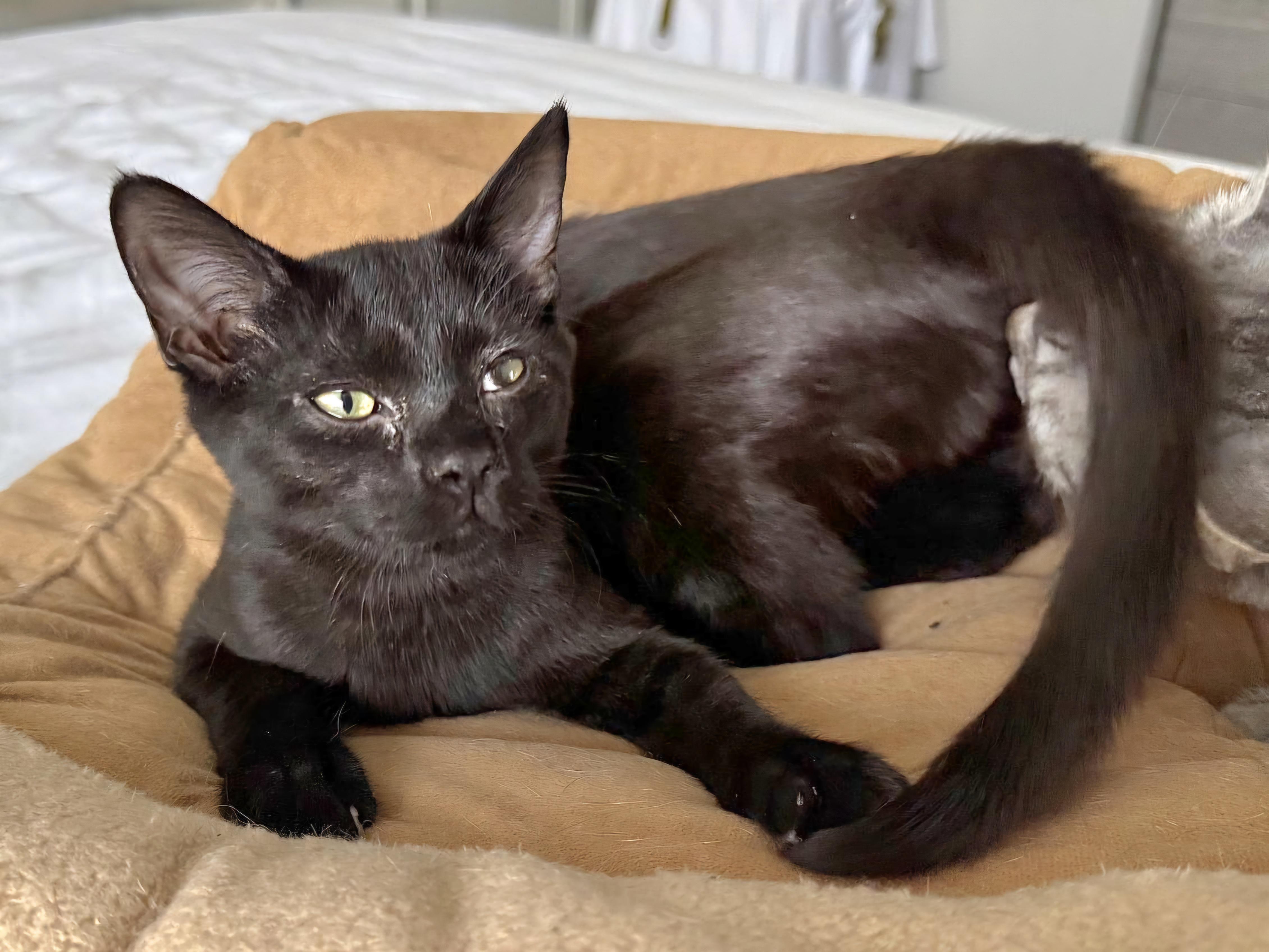 Octavia, Adoptable, Young Female Domestic Short Hair.