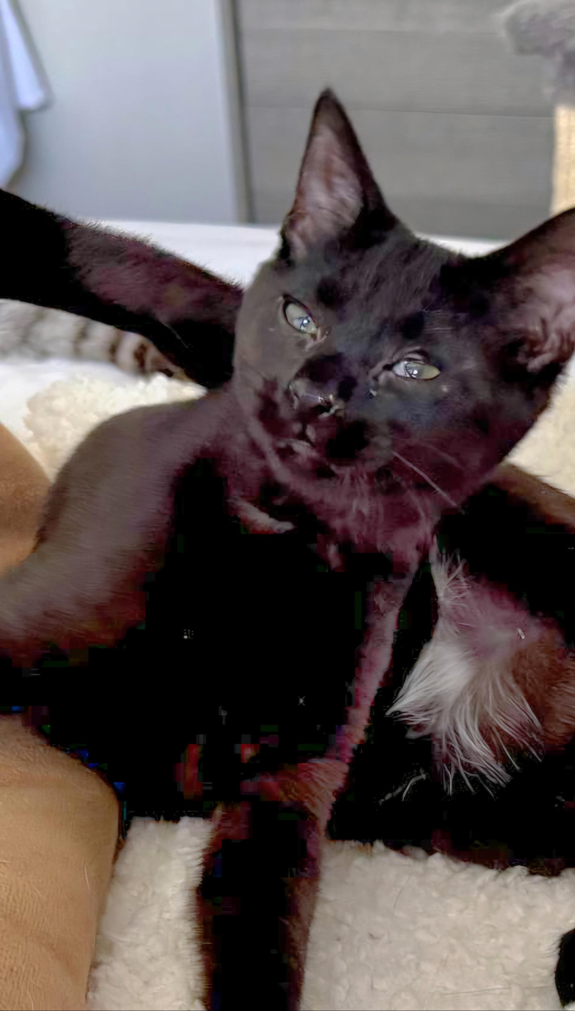 Octavia, a Adoptable Domestic Short Hair in Rochester Hills, MI image 3/7