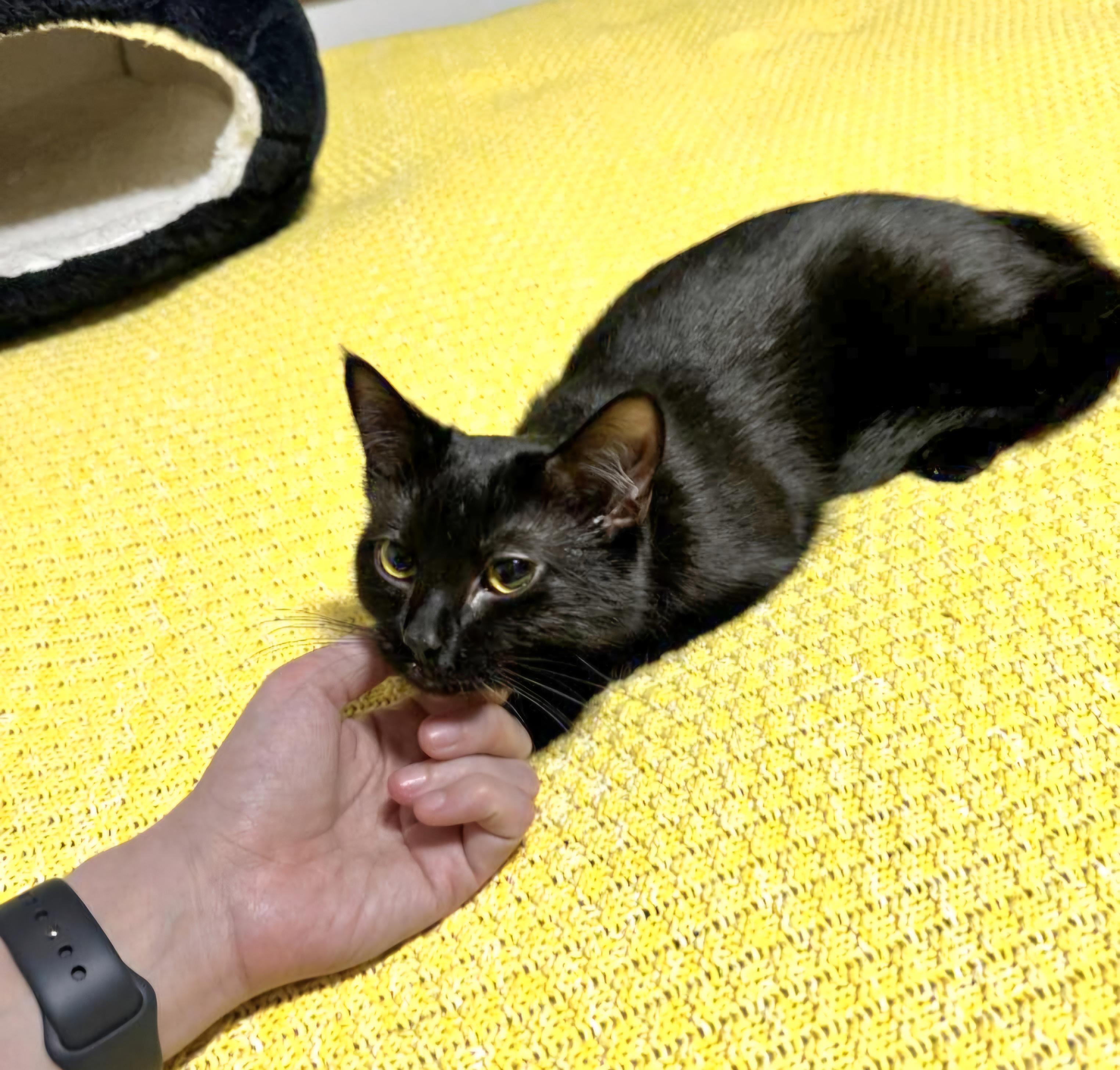 Octavia, a Adoptable Domestic Short Hair in Rochester Hills, MI image 6/7