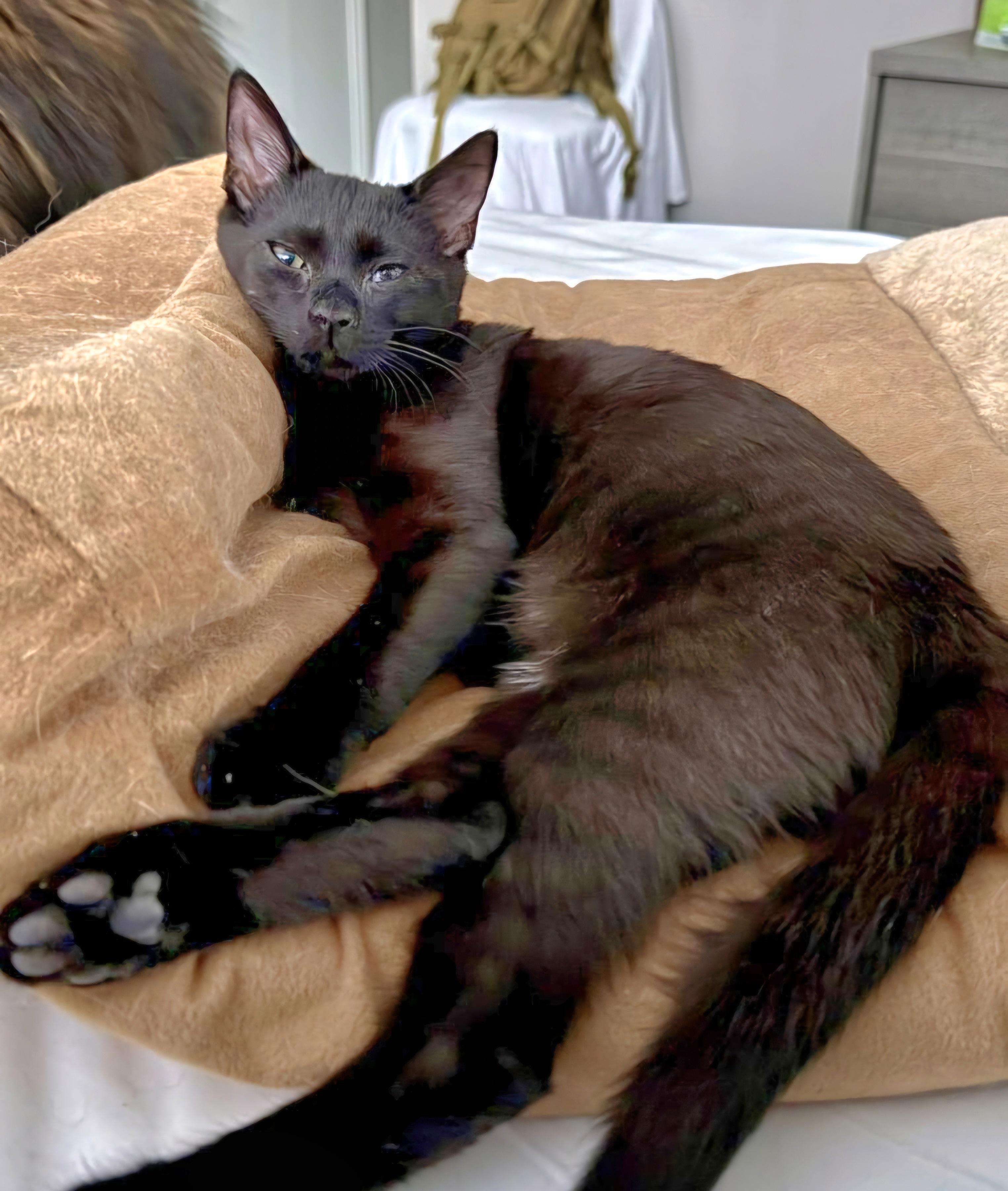 Octavia, a Adoptable Domestic Short Hair in Rochester Hills, MI image 5/7