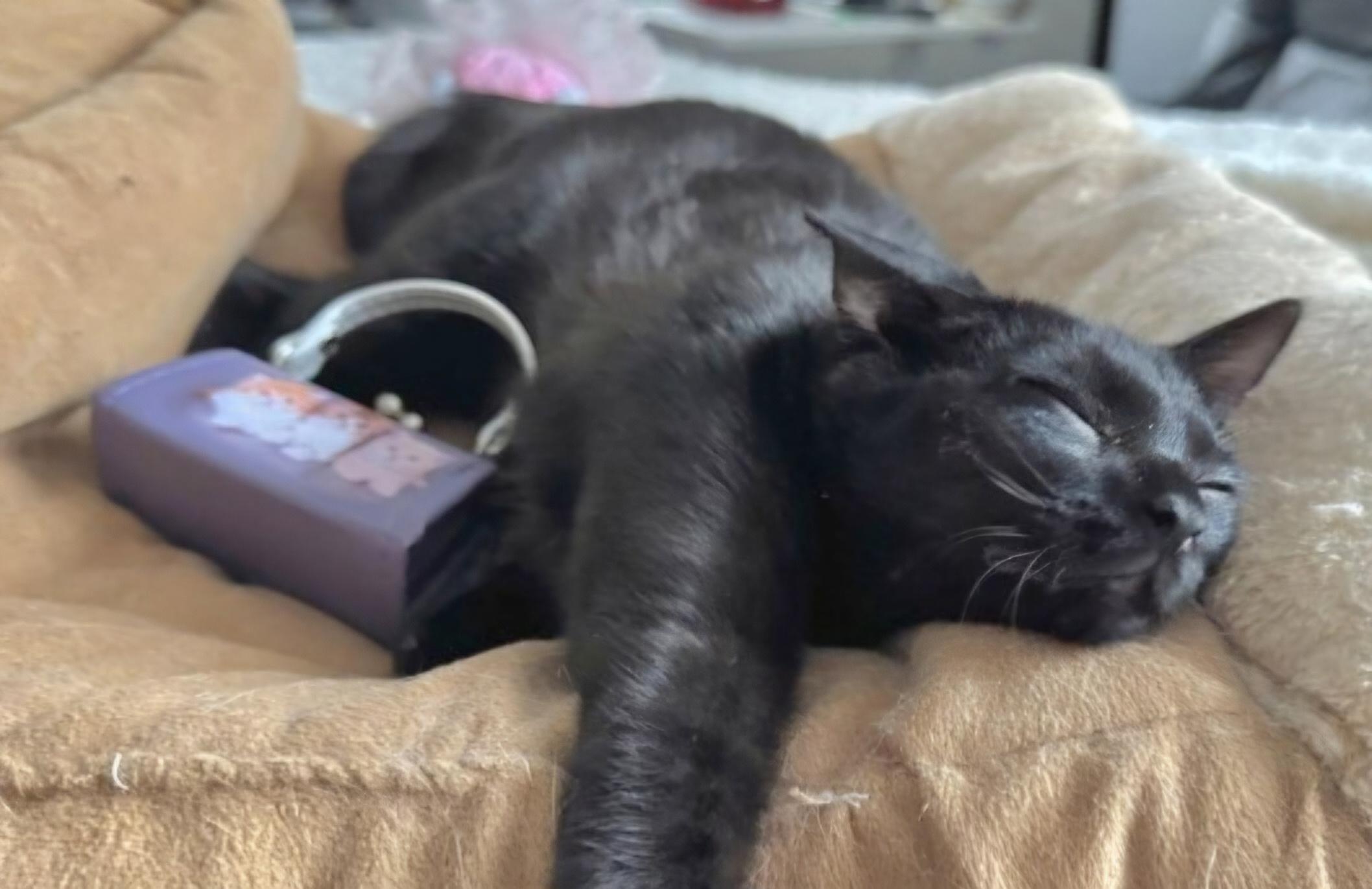 Enlarge Octavia, a Adoptable Domestic Short Hair in Rochester Hills, MI image 7/7