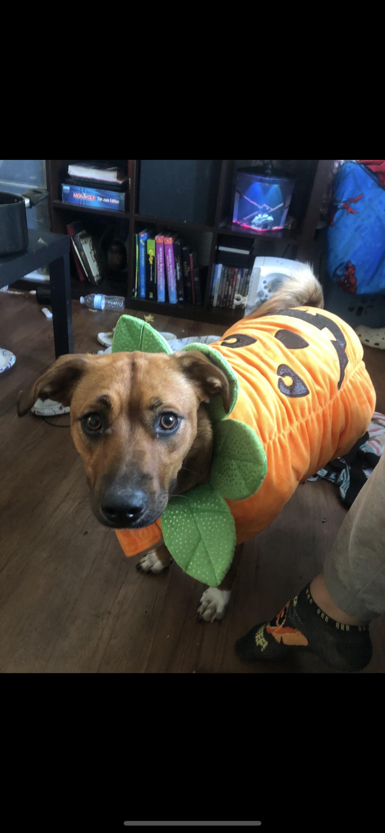 lilo, Adoptable, Adult Female Hound & Pit Bull Terrier.