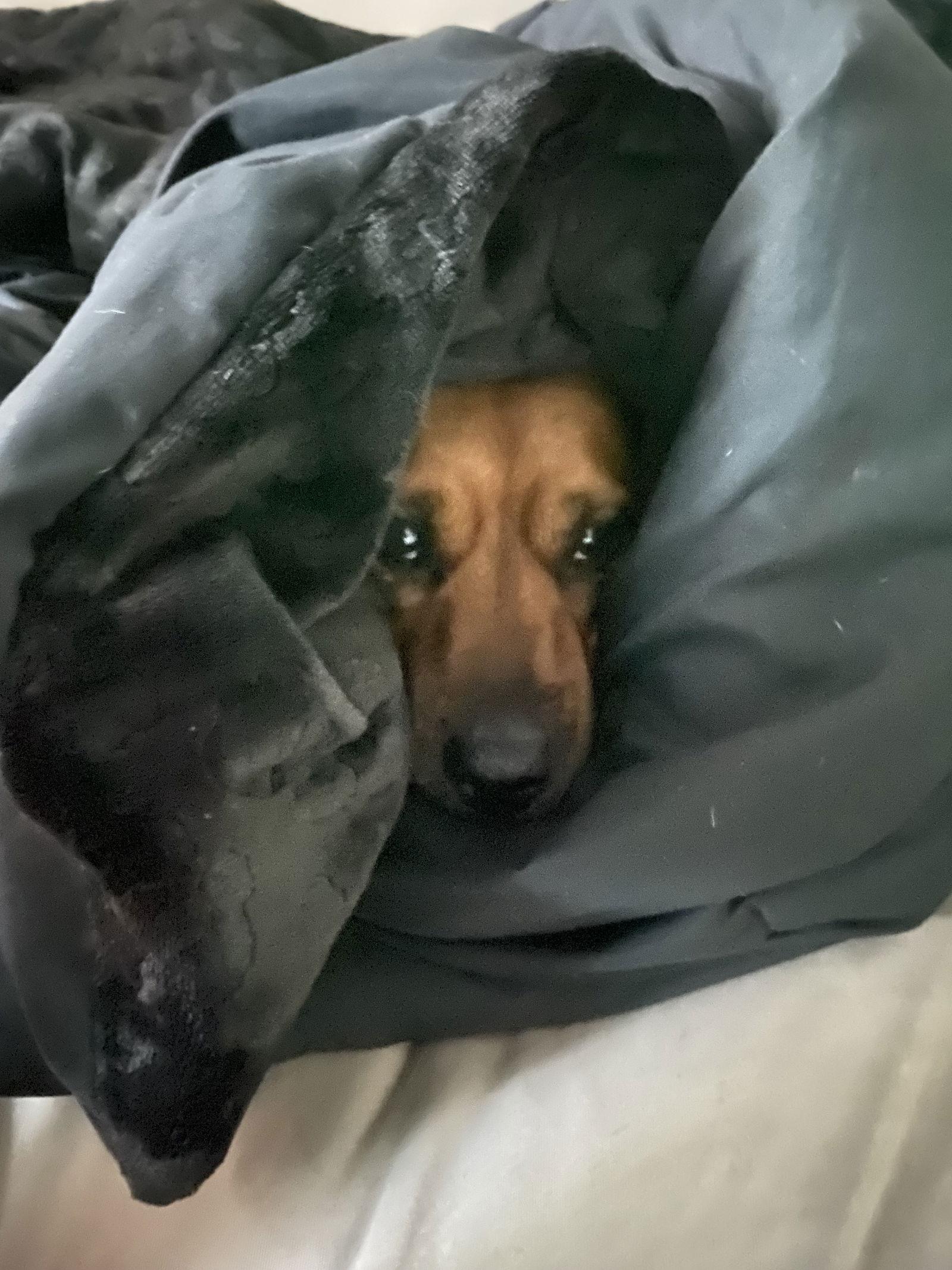 Enlarge lilo, a Adoptable mixed breed in Woodland, CA image 2/3