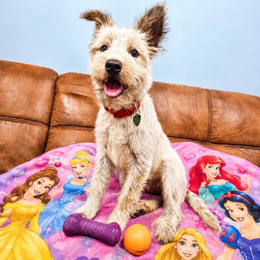 Enlarge Waffle, a Adopted mixed breed in Livonia, MI image 2/6