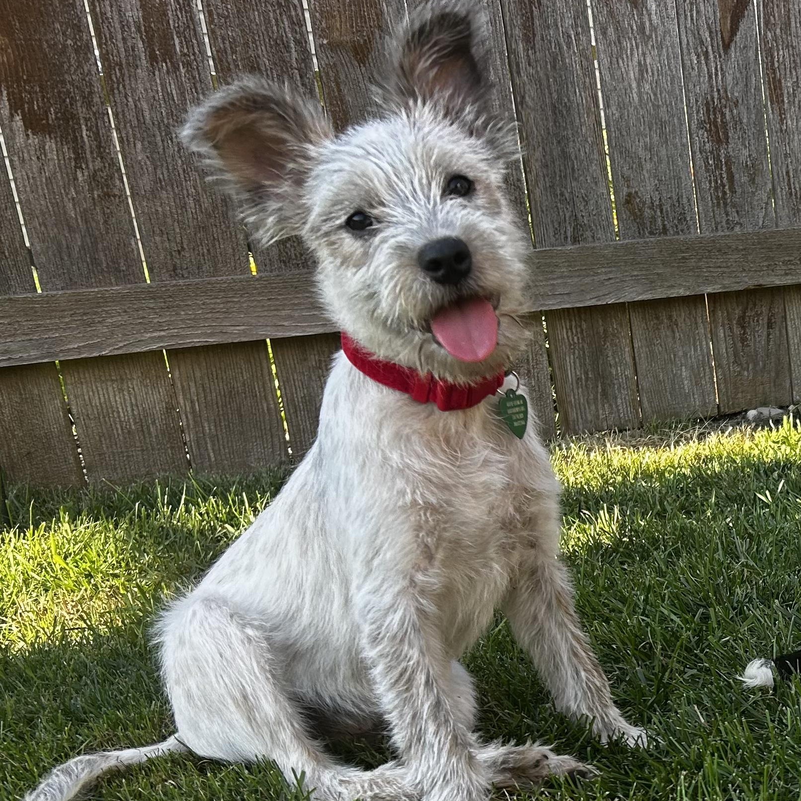 Enlarge Waffle, a Adopted mixed breed in Livonia, MI image 4/6