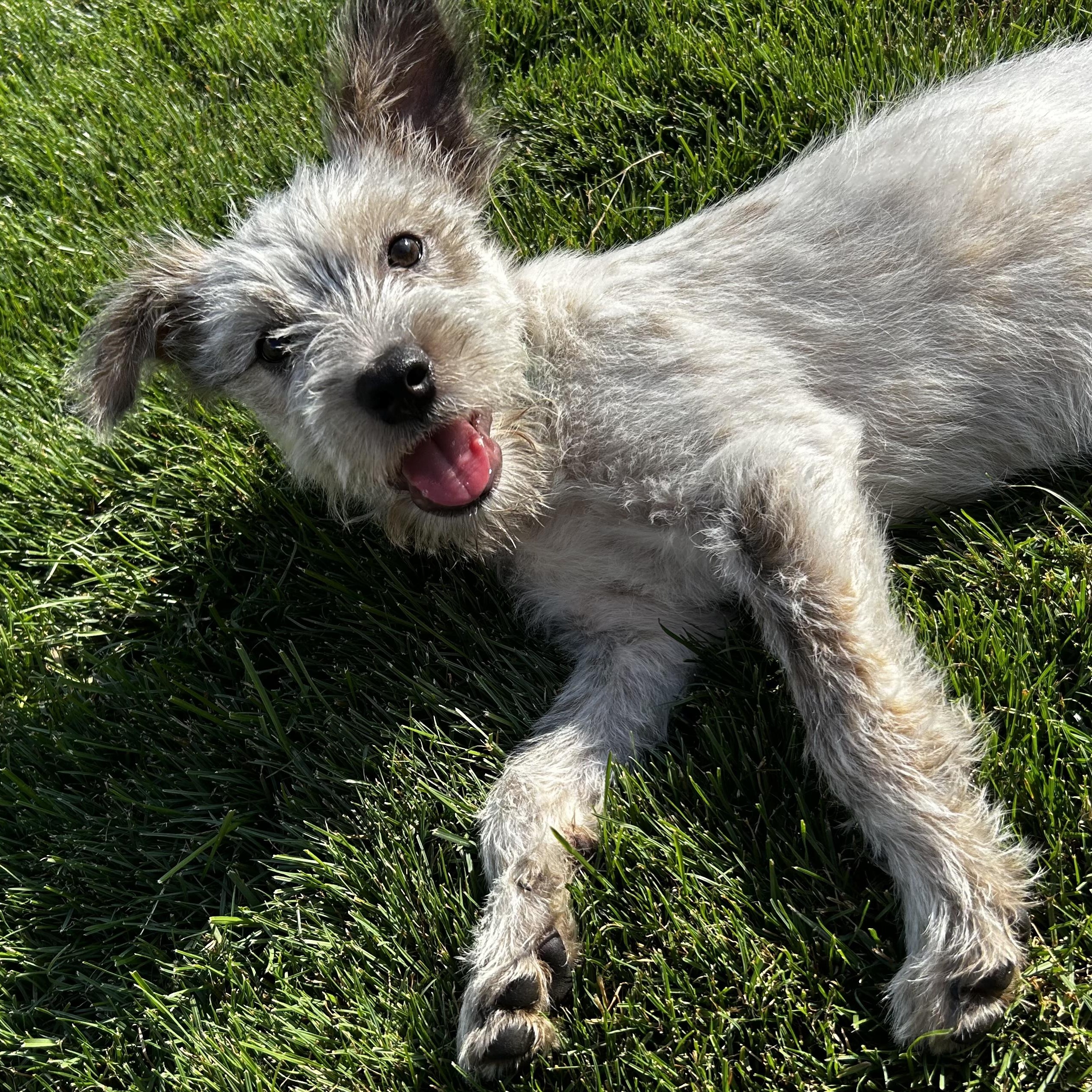 Enlarge Waffle, a Adopted mixed breed in Livonia, MI image 3/6