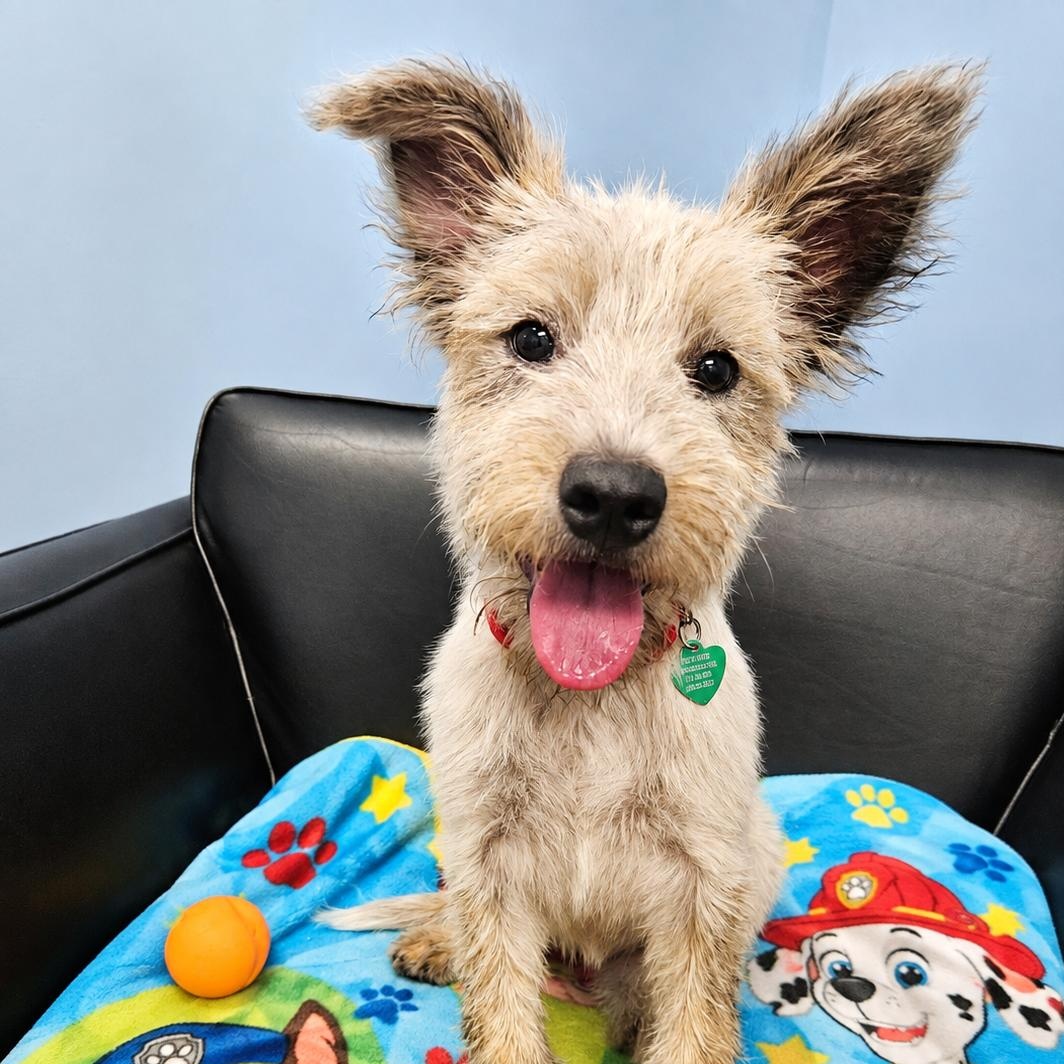 Waffle, Adopted, Puppy Female Terrier & Border Collie.