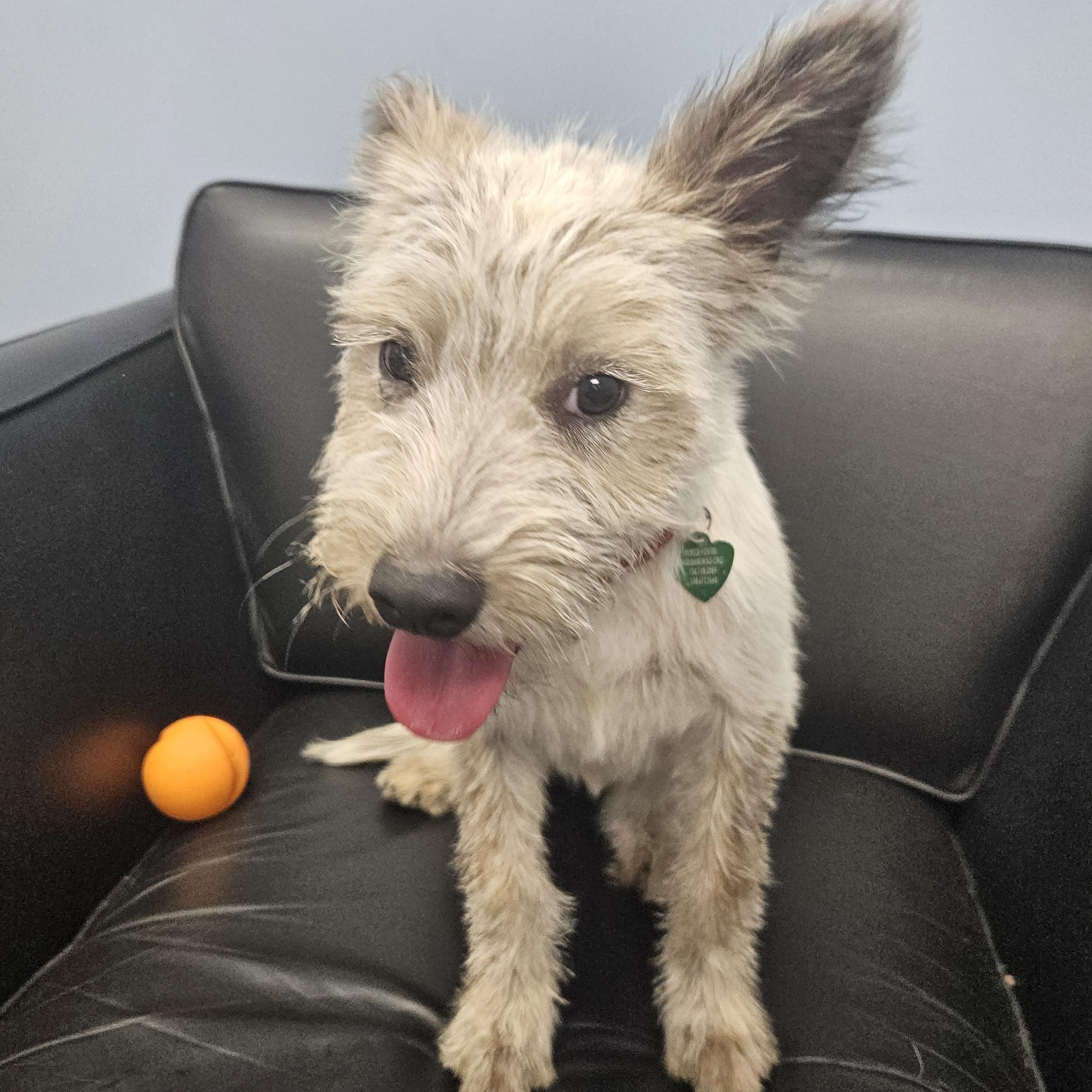 Enlarge Waffle, a Adopted mixed breed in Livonia, MI image 6/6