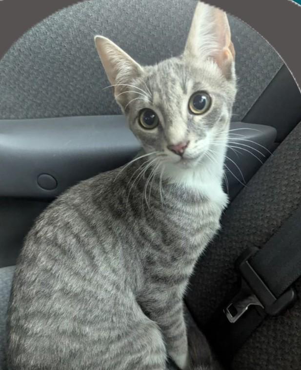 Enlarge Willow, a ADOPTABLE Domestic Short Hair in Chico, CA image 1/1