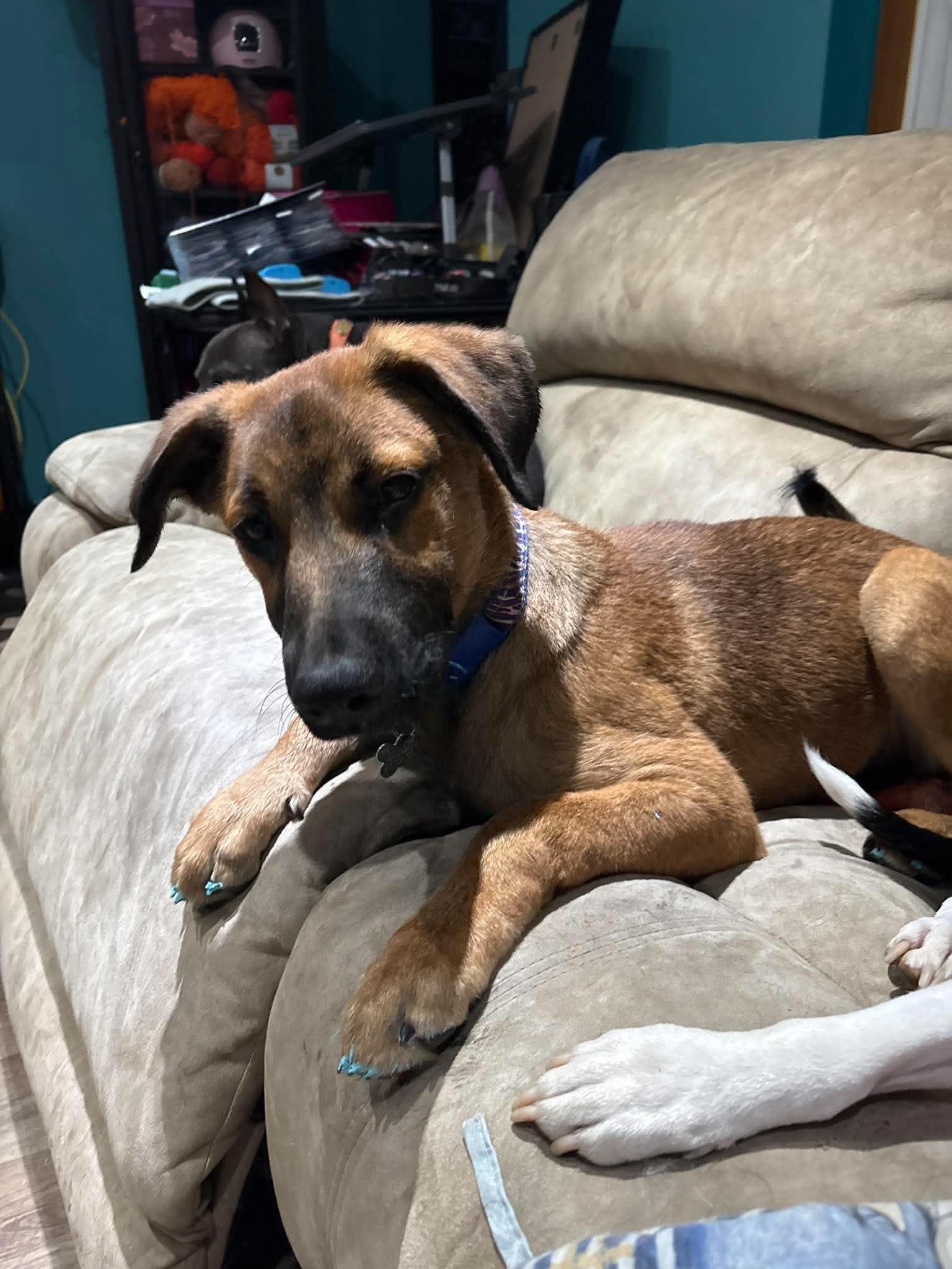 Enlarge Denali, a Adoptable mixed breed in East Amherst, NY image 2/5