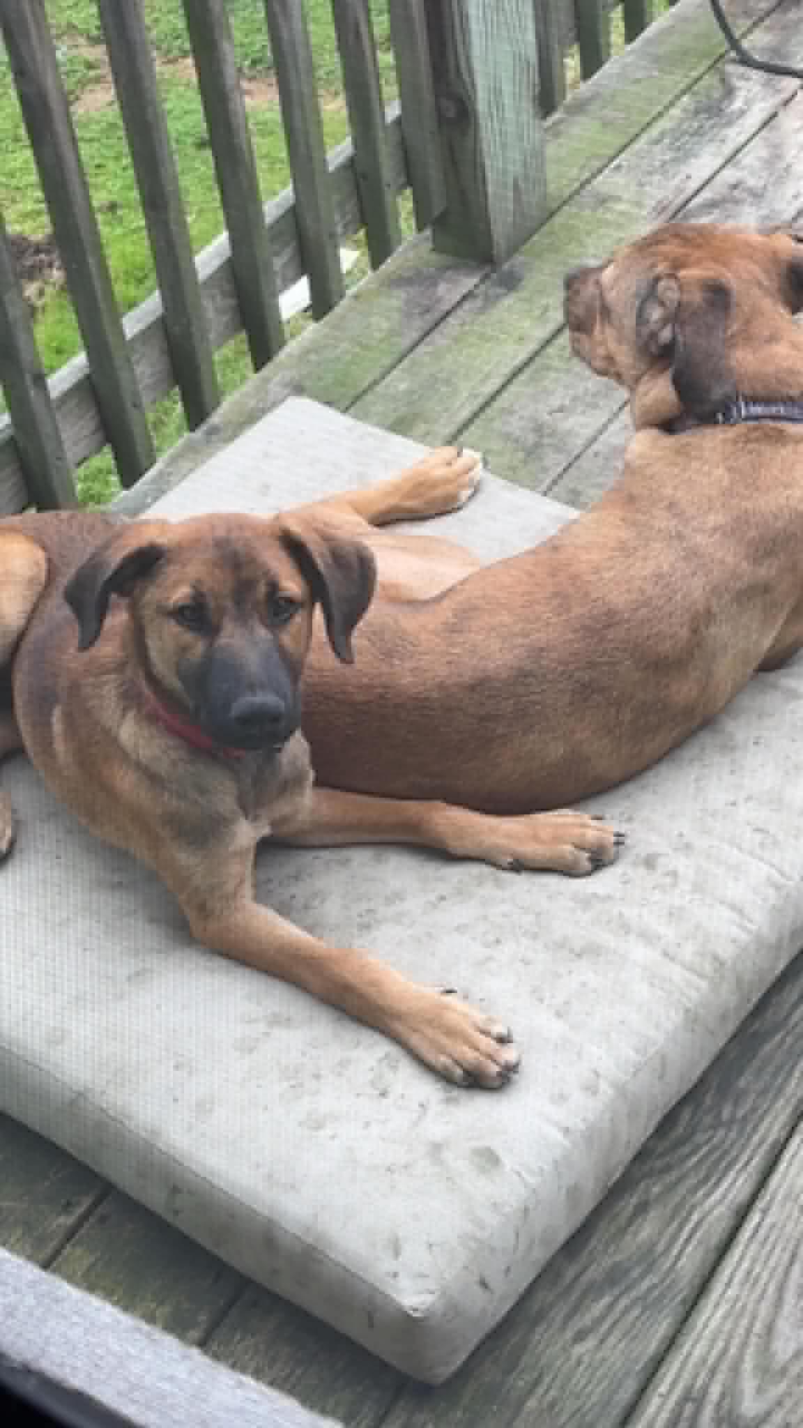 Enlarge Denali, a Adoptable mixed breed in East Amherst, NY image 3/5