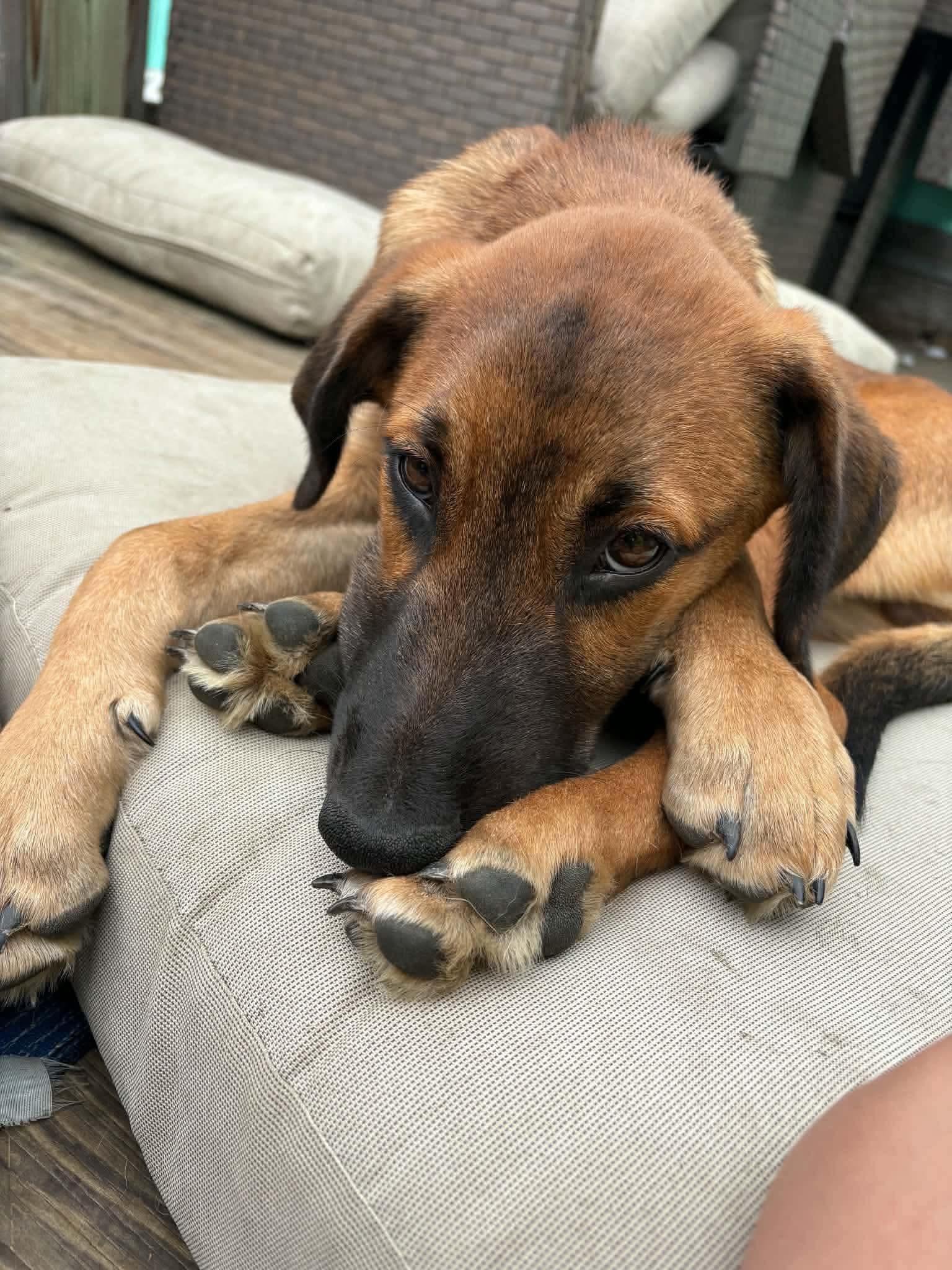 Denali, Adoptable, Young Male Doberman Pinscher & Great Pyrenees.