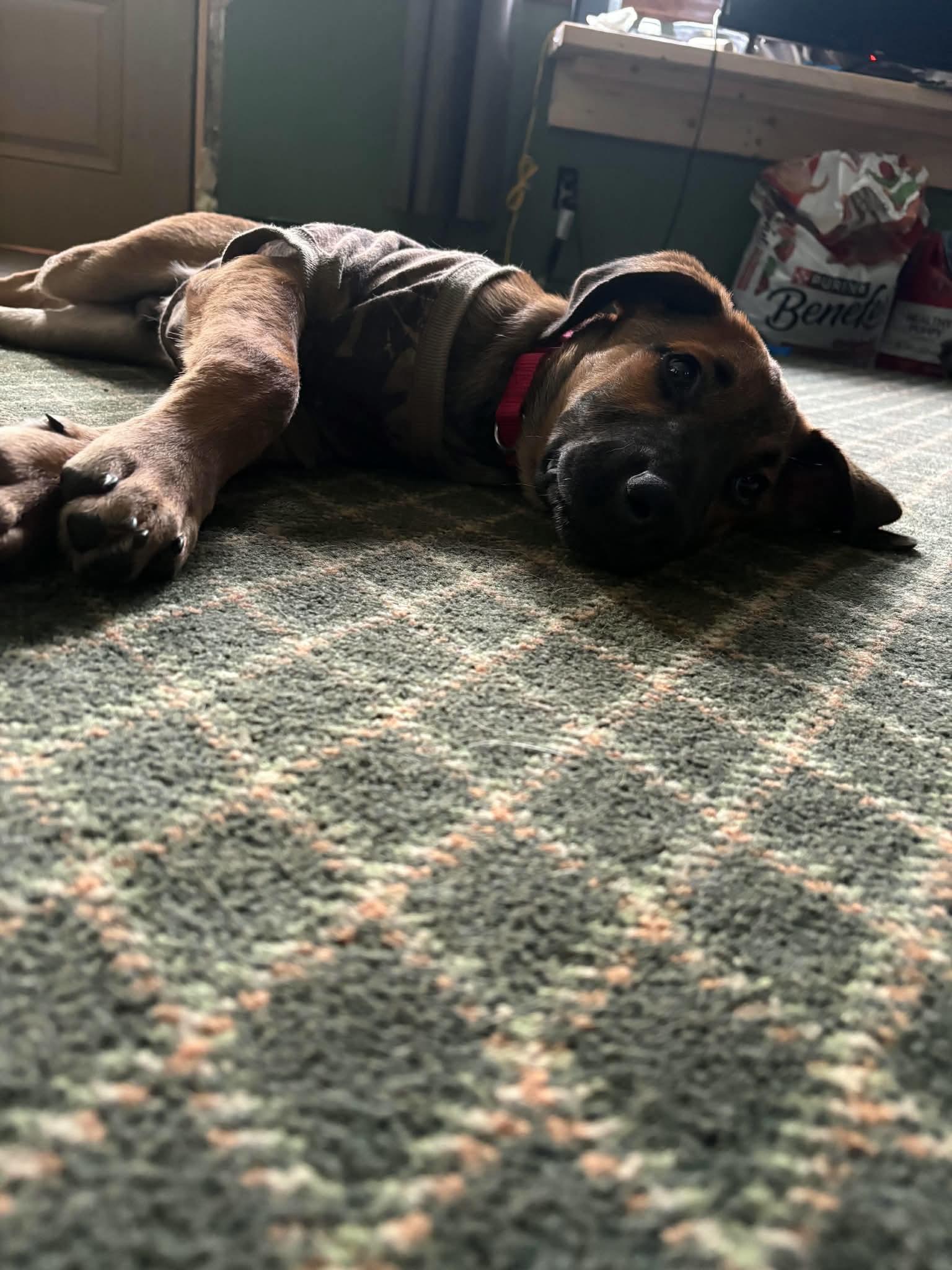 Enlarge Denali, a Adoptable mixed breed in East Amherst, NY image 4/5