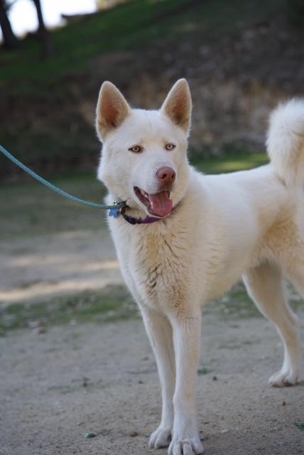 Enlarge Timber, a Adoptable mixed breed in Templeton, CA image 6/6