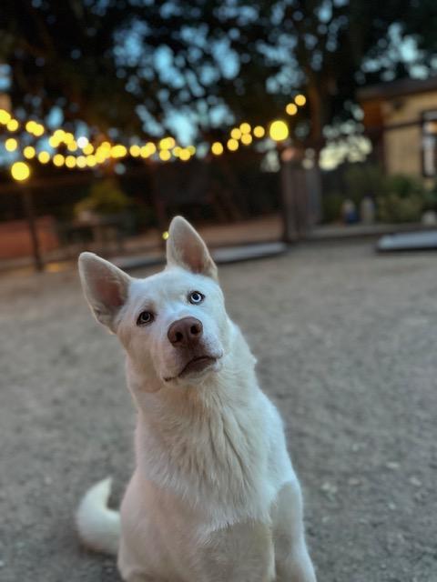 Enlarge Timber, a Adoptable mixed breed in Templeton, CA image 2/6