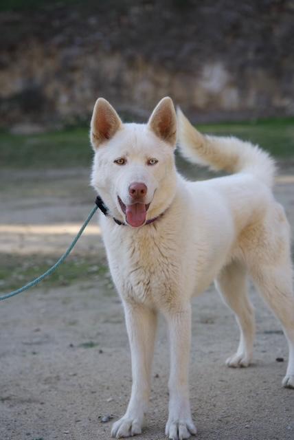 Timber, Adoptable, Adult Male Husky.