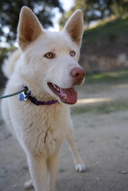 Enlarge Timber, a Adoptable mixed breed in Templeton, CA image 5/6