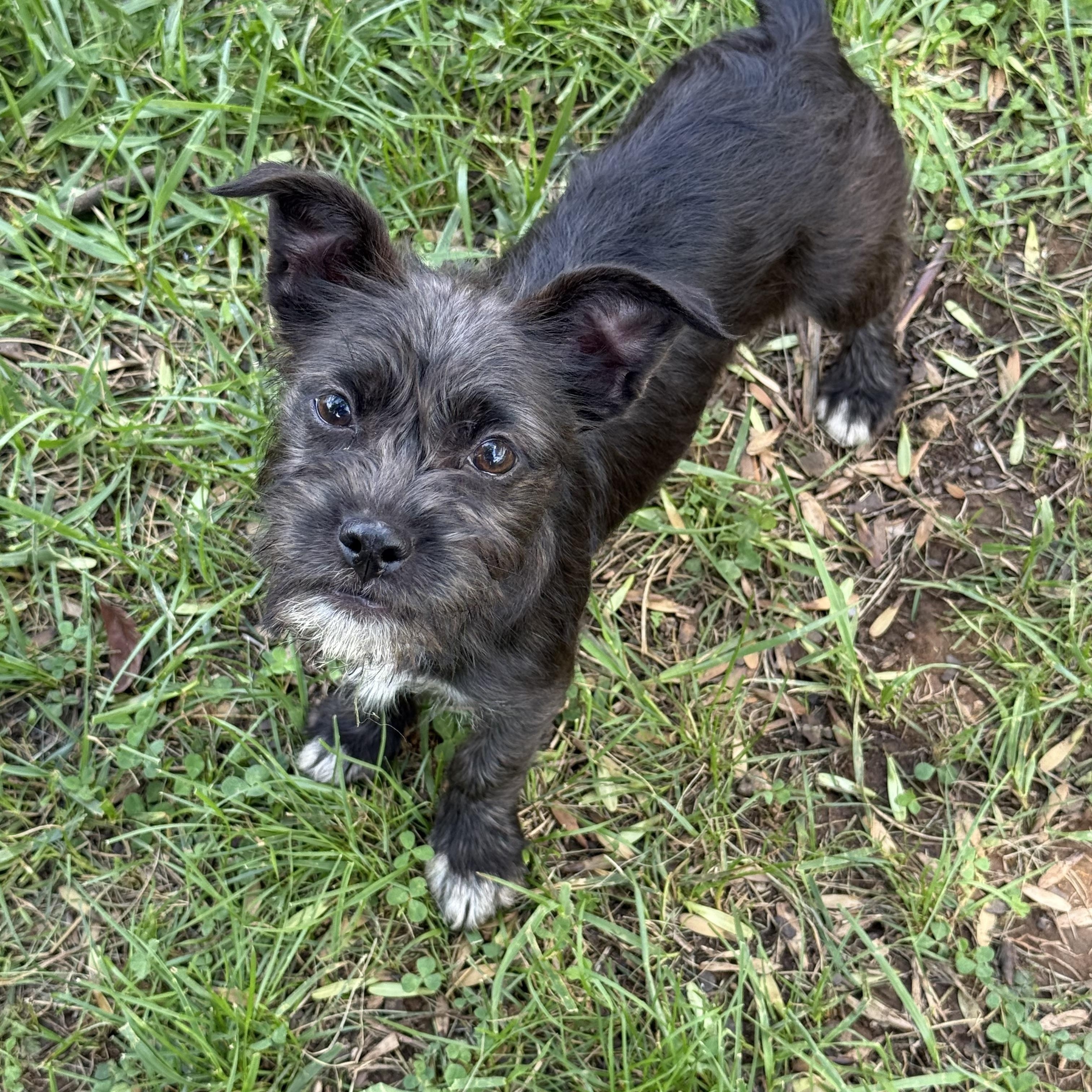 Enlarge Tequila, an adopted mixed breed in Greensboro, NC image 1/2