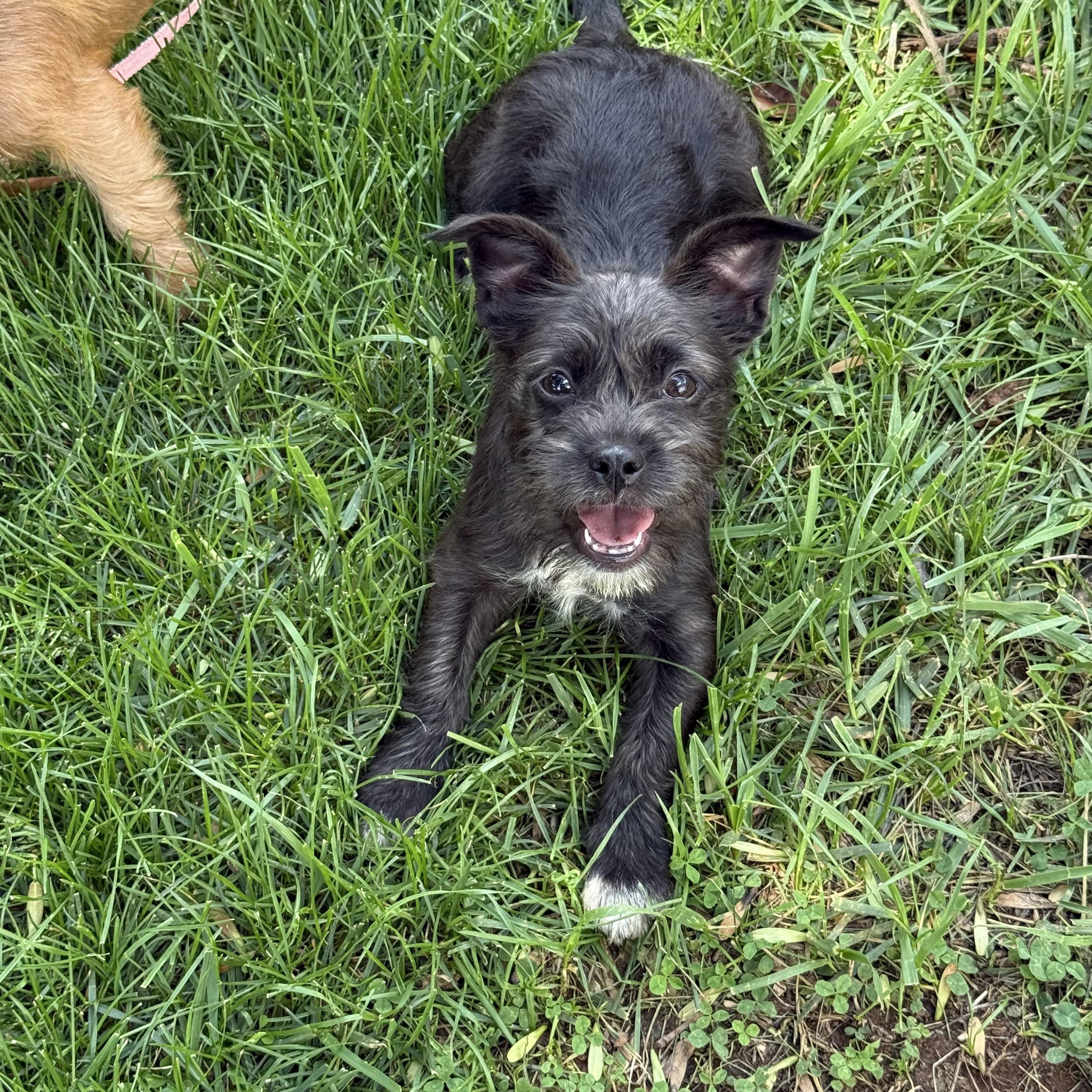 Enlarge Tequila, an adopted mixed breed in Greensboro, NC image 2/2