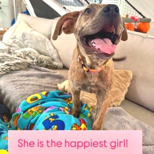 Bella, Adoptable, Young Female Mixed Breed.