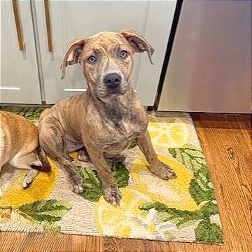 Enlarge Bella, a Adoptable Mixed Breed in Memphis, TN image 2/6