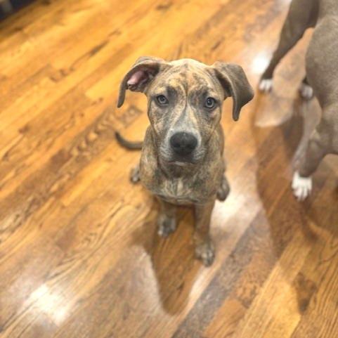 Enlarge Bella, a Adoptable Mixed Breed in Memphis, TN image 3/6