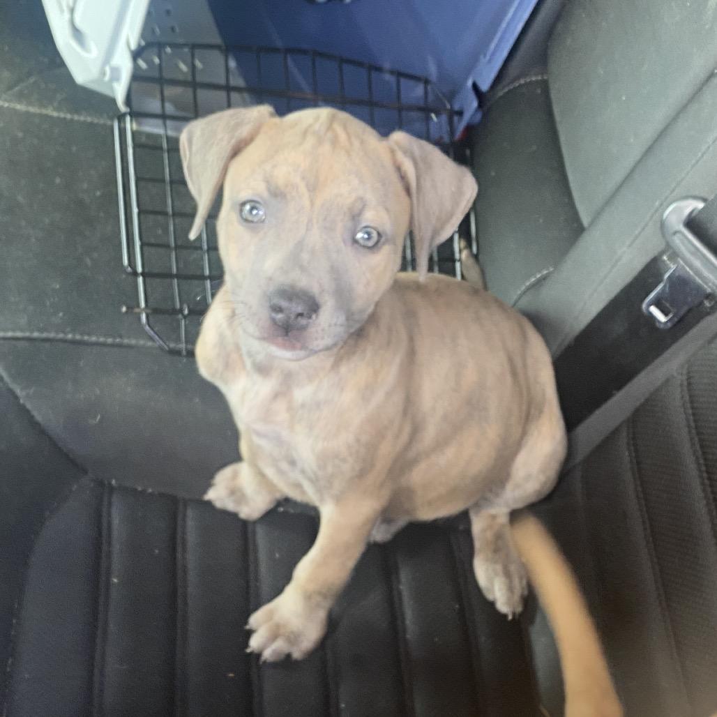 Enlarge Bella, a Adoptable Mixed Breed in Memphis, TN image 4/6