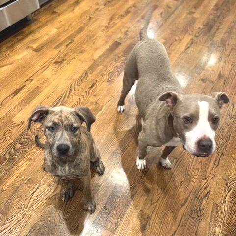 Enlarge Bella, a Adoptable Mixed Breed in Memphis, TN image 5/6