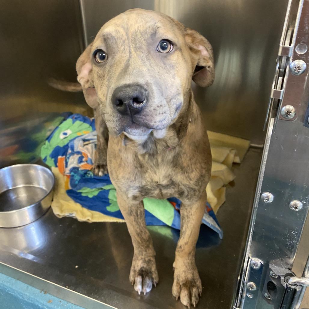 Enlarge Bella, a Adoptable Mixed Breed in Memphis, TN image 6/6