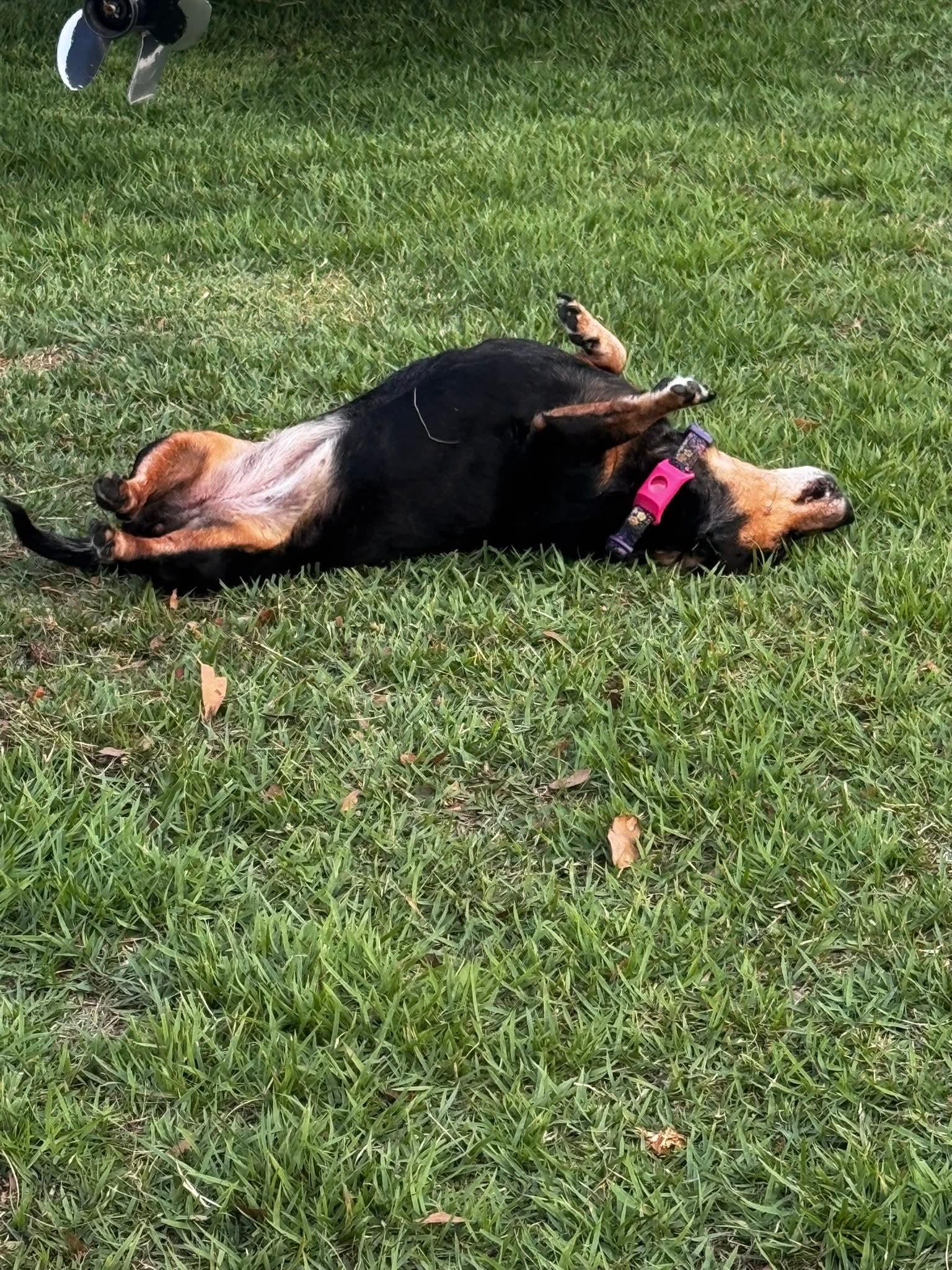 Penny, a ADOPTABLE Dachshund in Fort Walton Beach, FL image 1/6
