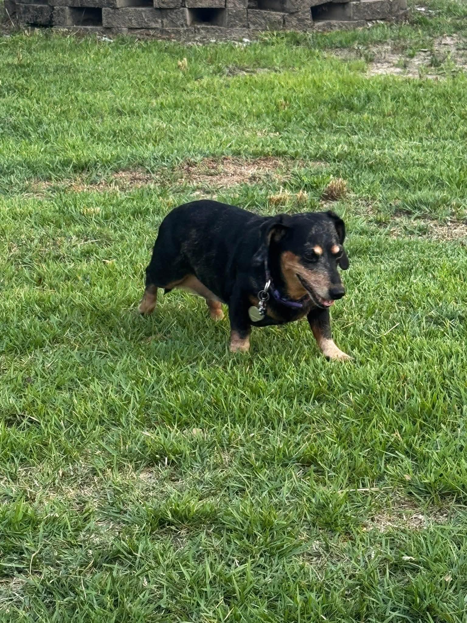 Penny, a ADOPTABLE Dachshund in Fort Walton Beach, FL image 2/6
