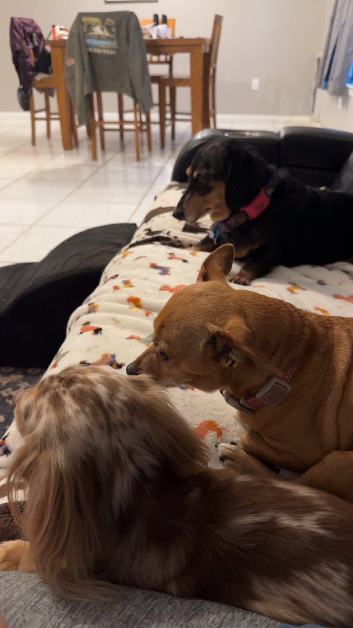 Penny, a ADOPTABLE Dachshund in Fort Walton Beach, FL image 4/6