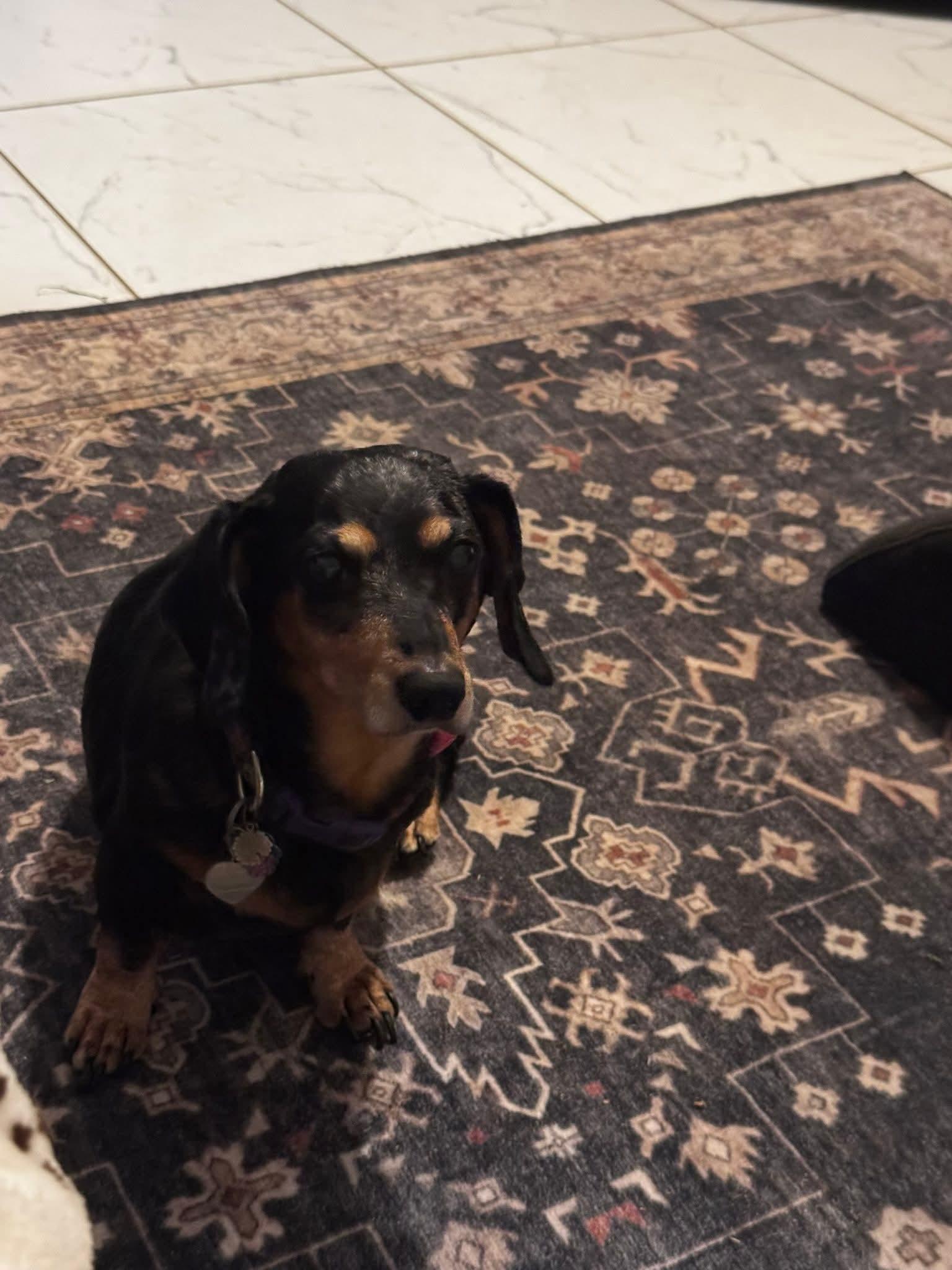 Penny, a ADOPTABLE Dachshund in Fort Walton Beach, FL image 5/6