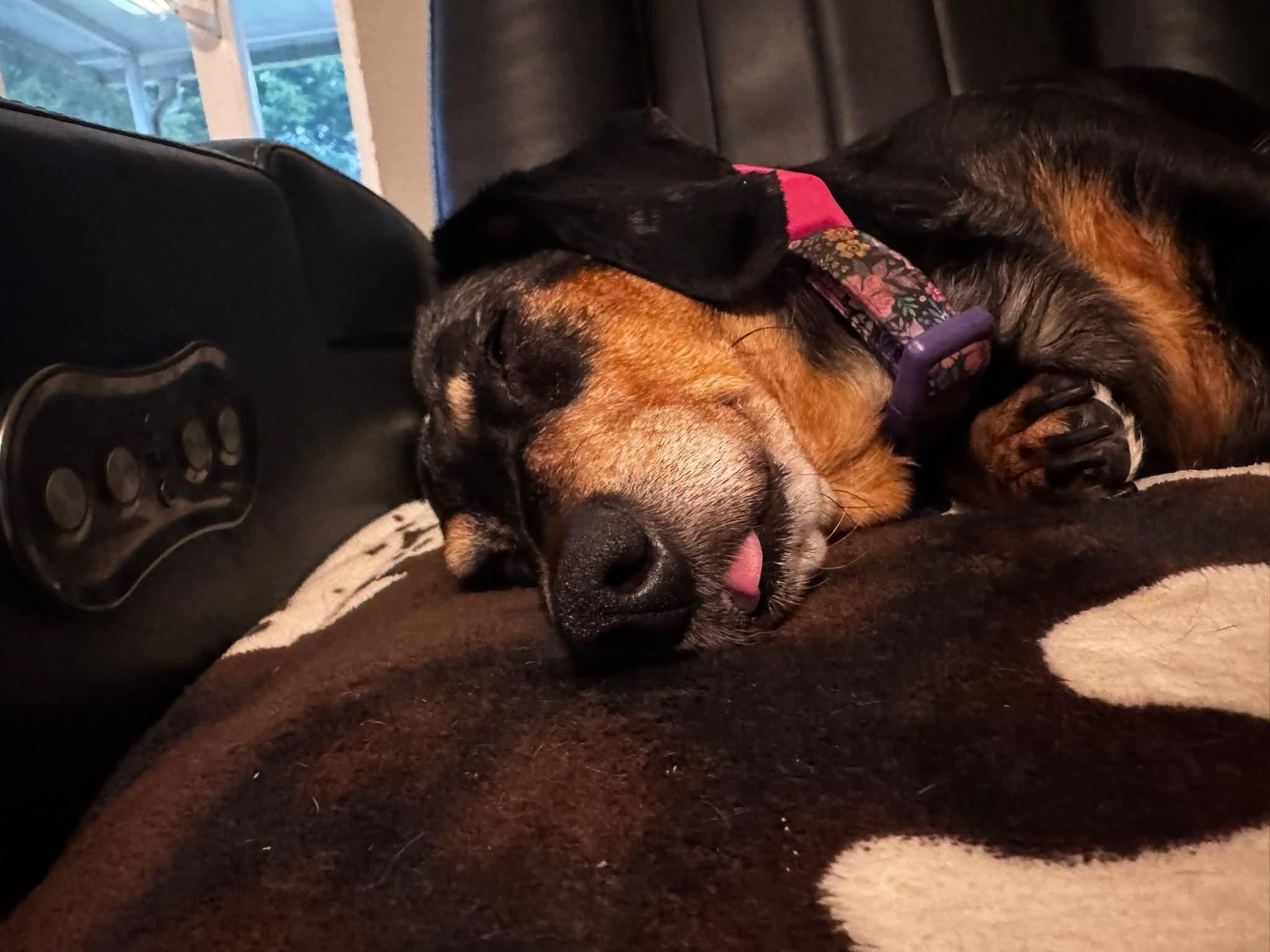Penny, a ADOPTABLE Dachshund in Fort Walton Beach, FL image 6/6