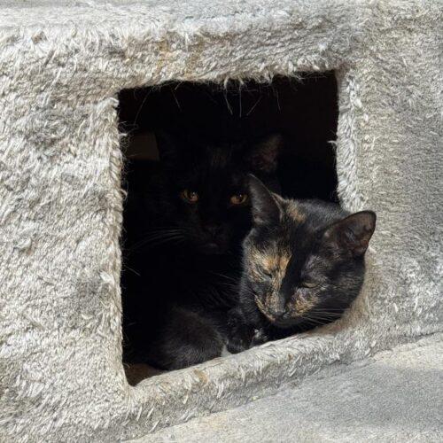 Mulan, Adoptable, Adult Female Domestic Short Hair.