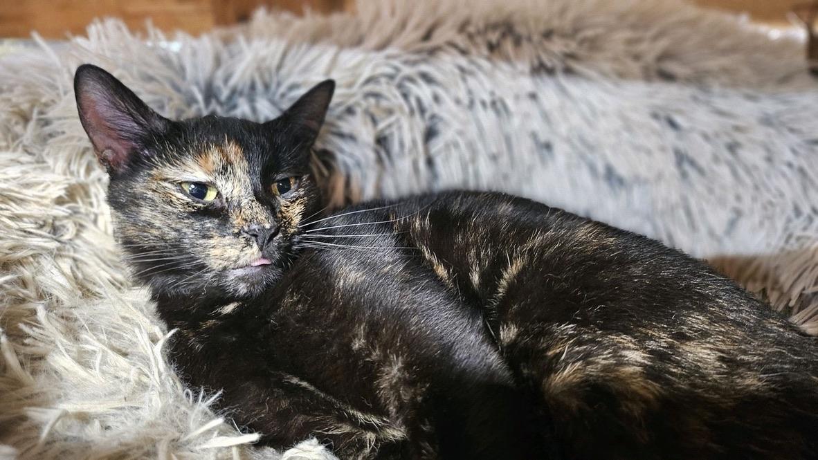 Mulan, Adoptable, Adult Female Domestic Short Hair.