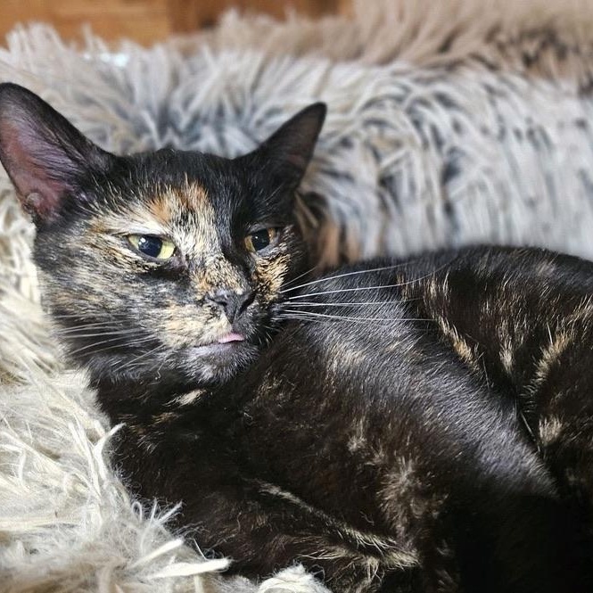 Enlarge Mulan, a Adoptable Domestic Short Hair in New Market, MN image 2/5