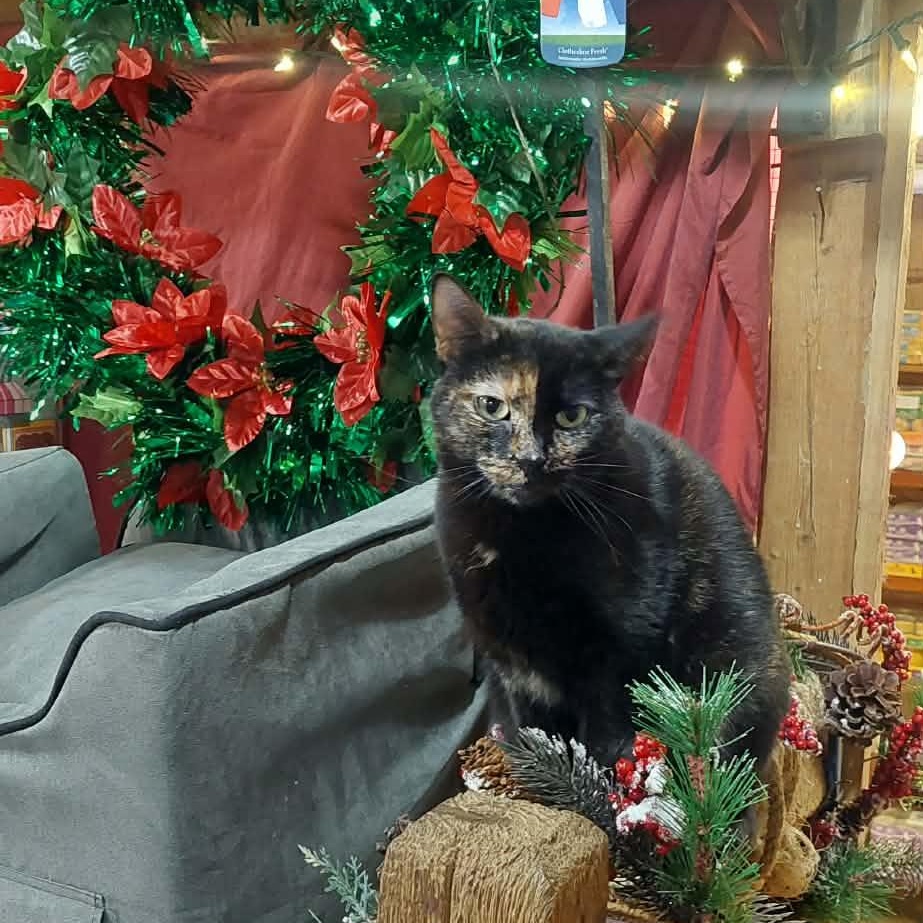 Enlarge Mulan, a Adoptable Domestic Short Hair in New Market, MN image 4/5