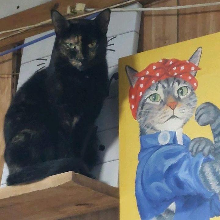 Enlarge Mulan, a Adoptable Domestic Short Hair in New Market, MN image 1/4