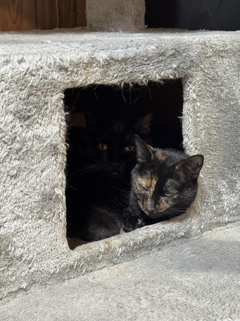 Enlarge Mulan, a Adoptable Domestic Short Hair in New Market, MN image 4/4