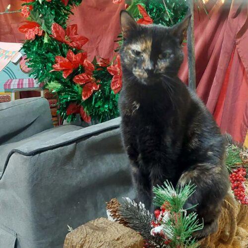Enlarge Mulan, a Adoptable Domestic Short Hair in New Market, MN image 4/6