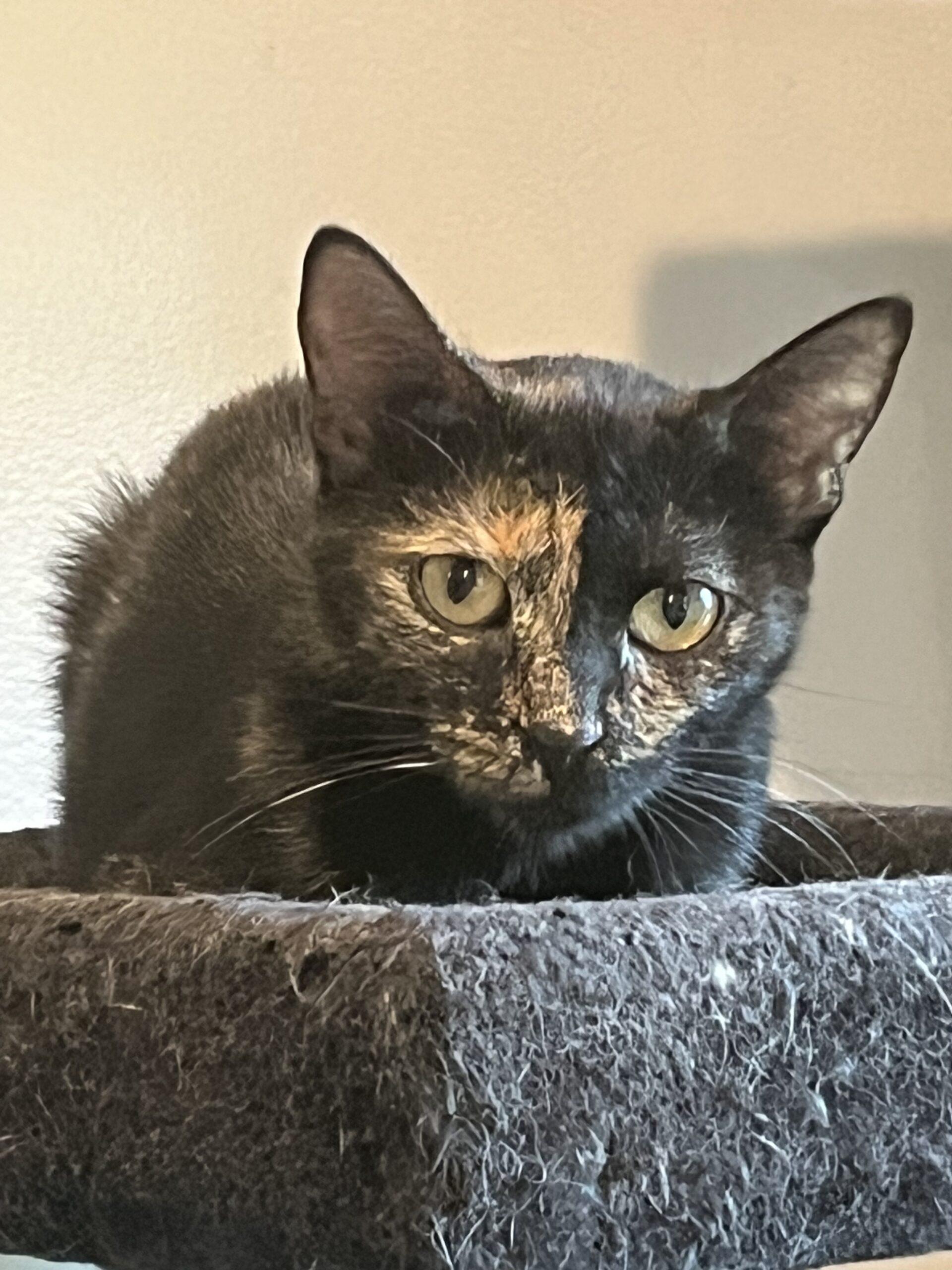 Enlarge Mulan, a Adoptable Domestic Short Hair in New Market, MN image 5/6