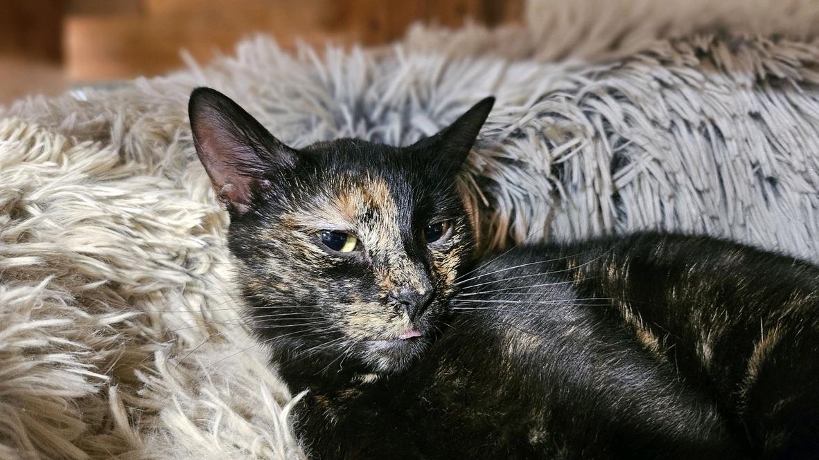 Enlarge Mulan, a Adoptable Domestic Short Hair in New Market, MN image 2/4