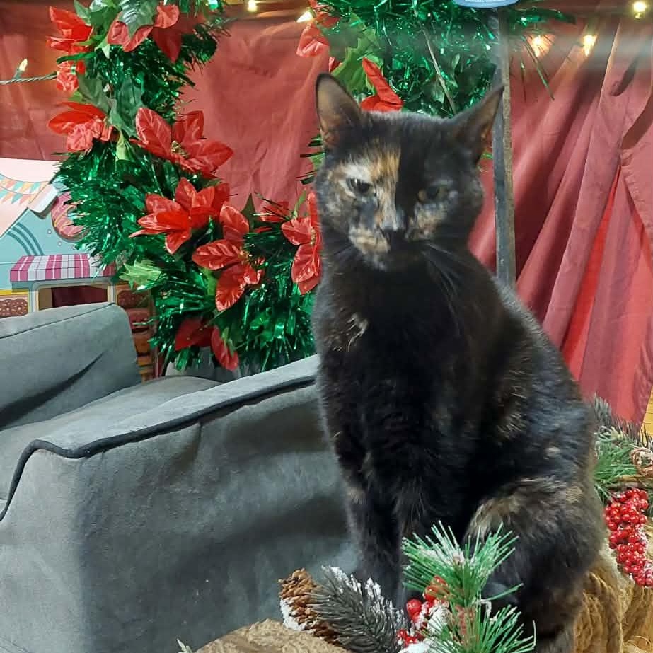 Enlarge Mulan, a Adoptable Domestic Short Hair in New Market, MN image 5/5