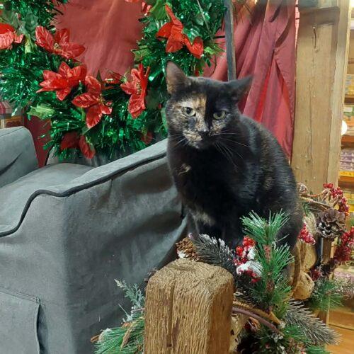 Enlarge Mulan, a Adoptable Domestic Short Hair in New Market, MN image 6/6