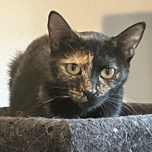 Mulan, a Adoptable Domestic Short Hair in New Market, MN image 6/6