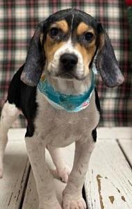 Enlarge Schroeder, a ADOPTABLE Beagle in Atco, NJ image 1/1