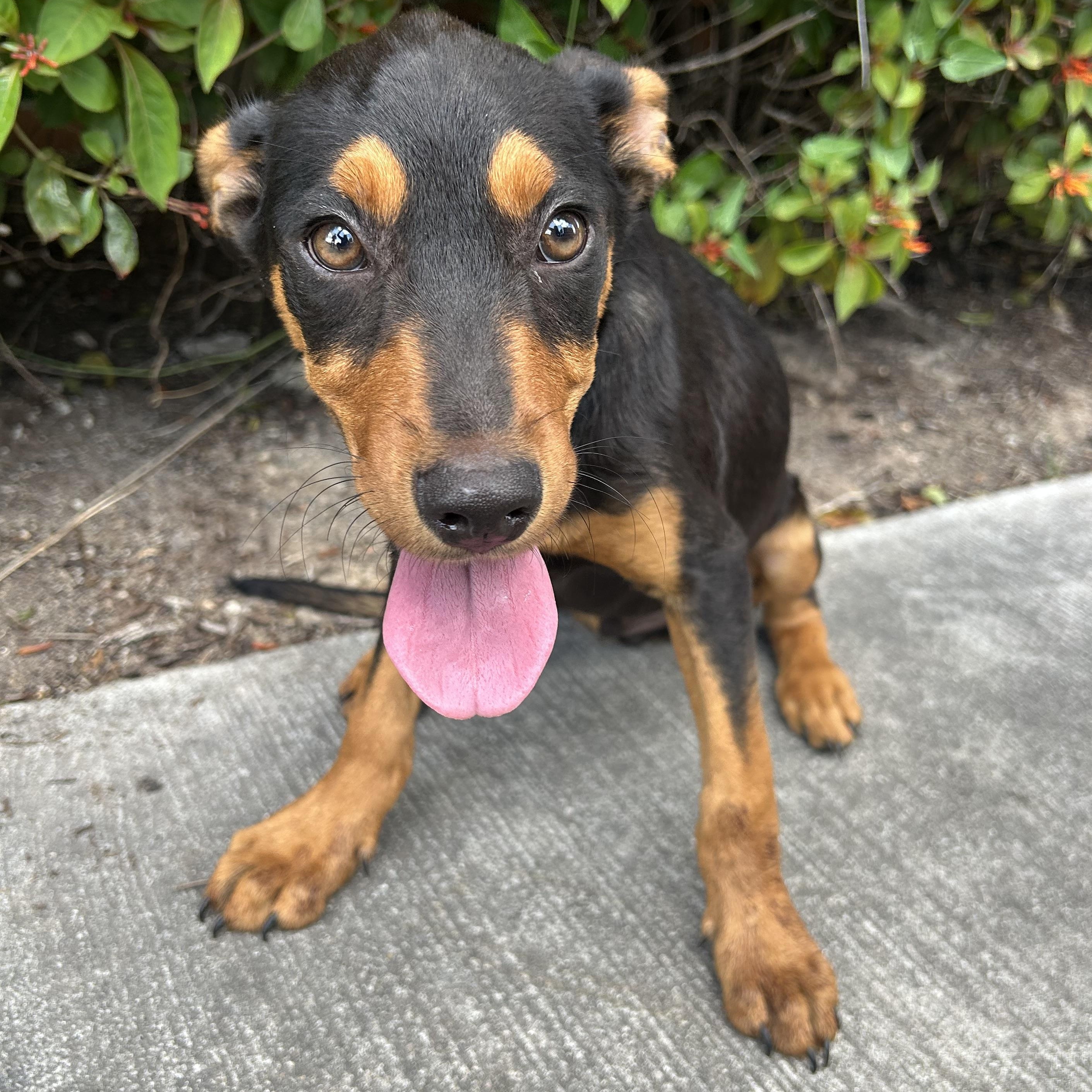 Cosmo, Baby Male Doberman Pinscher